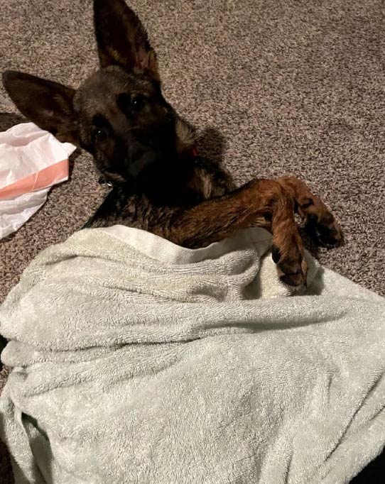 puppy German Shepherds