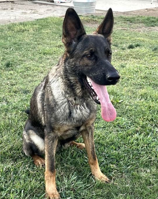 working line German Shepherds