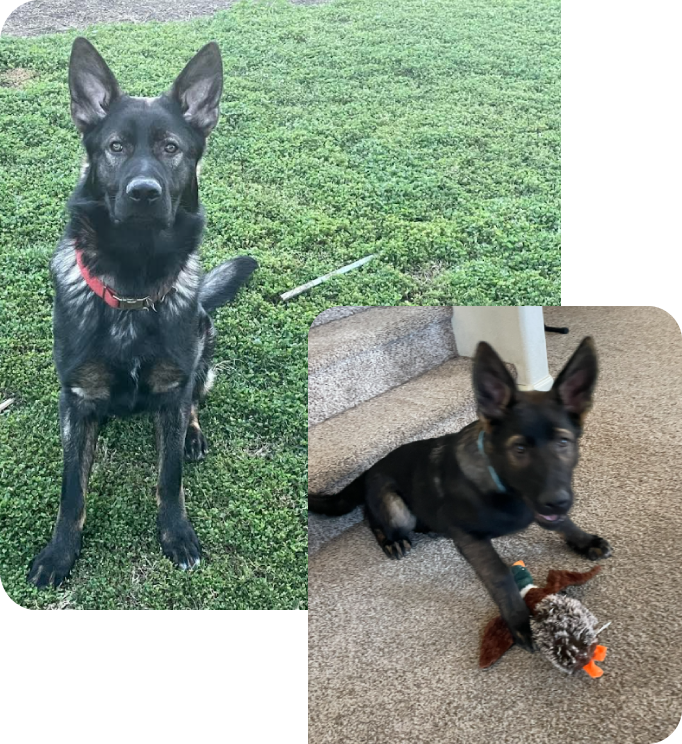 German Shepherd breeding