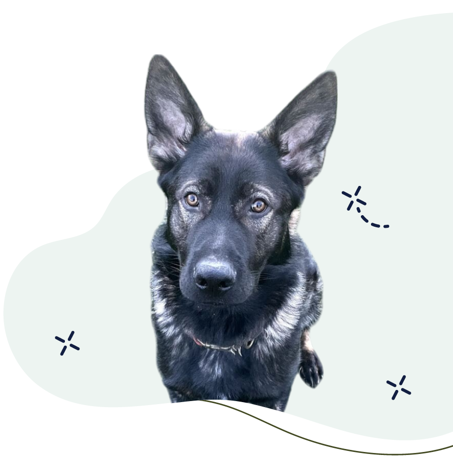 sherman shepperd breeding