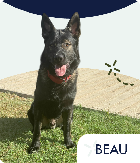 beau, our male German Shepherd
