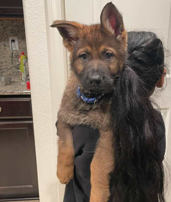 friendly puppy german shepperd