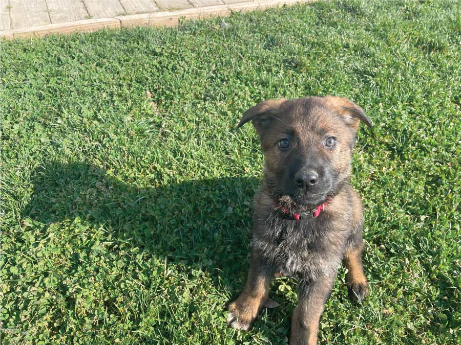 puppy german shepperd