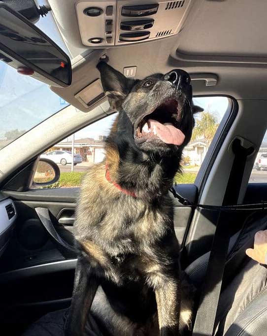 working line German Shepherd in a car