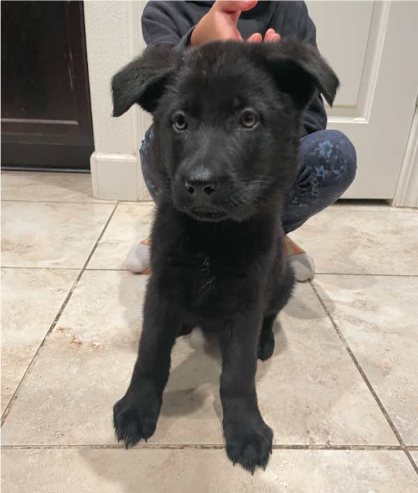 cute puppy german shepperd