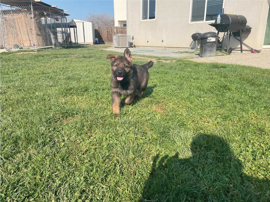 puppy german shepperd
