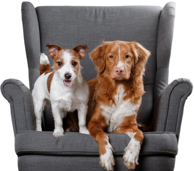 Safe and Spacious Dog Boarding in Visalia & Tulare