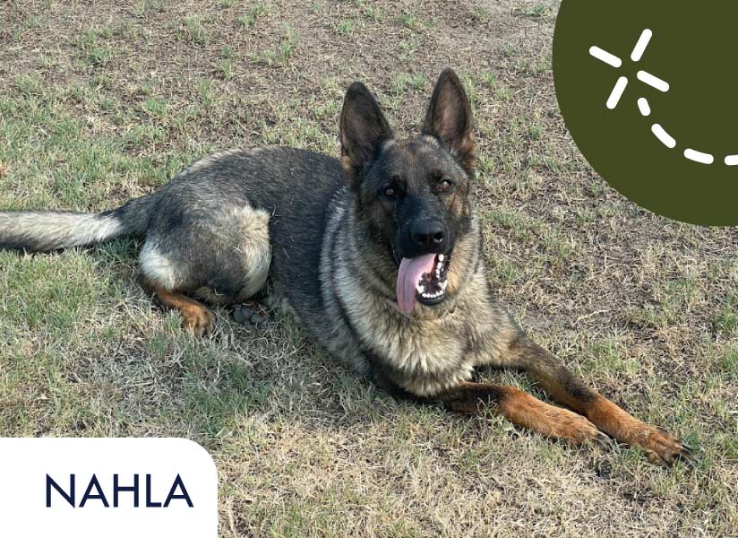 nahla, our female German Shepherdfor  breeding