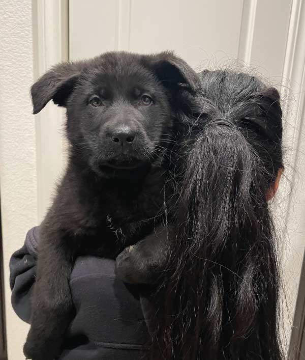 black puppy german shepperd