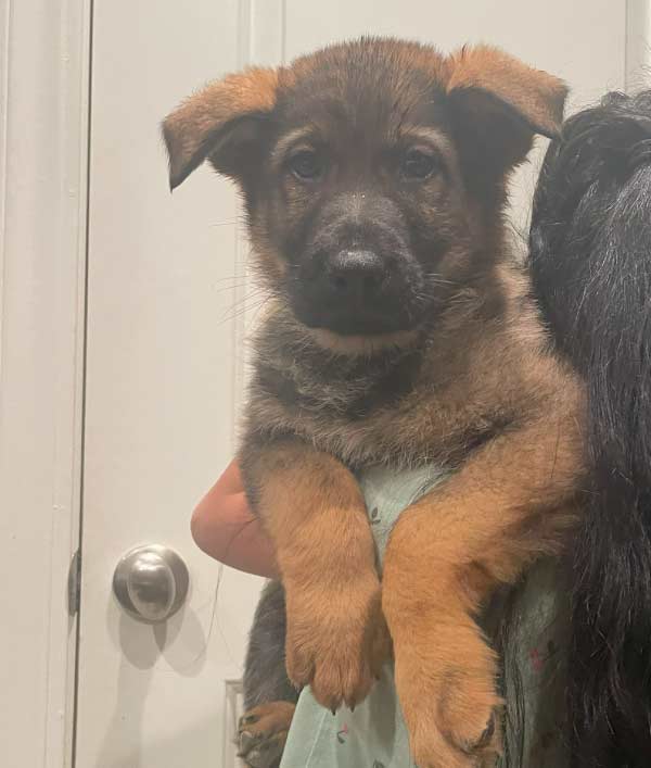 cute puppy german shepperd breeding