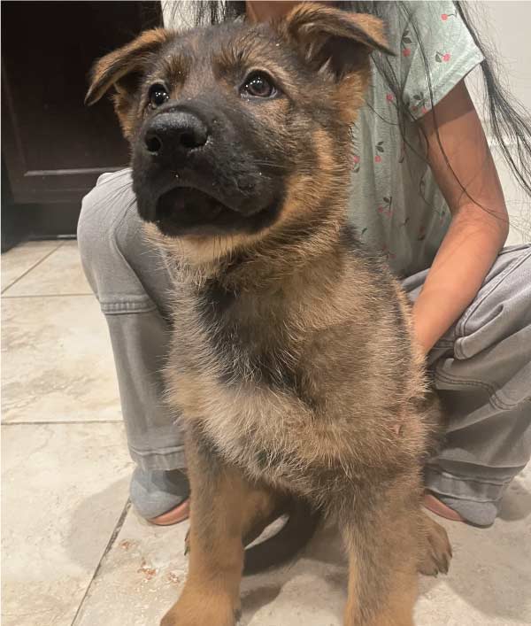 puppy for sale in visalia german shepperd