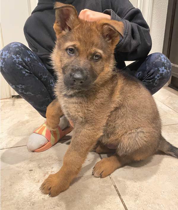 cute puppy german shepperd for sale